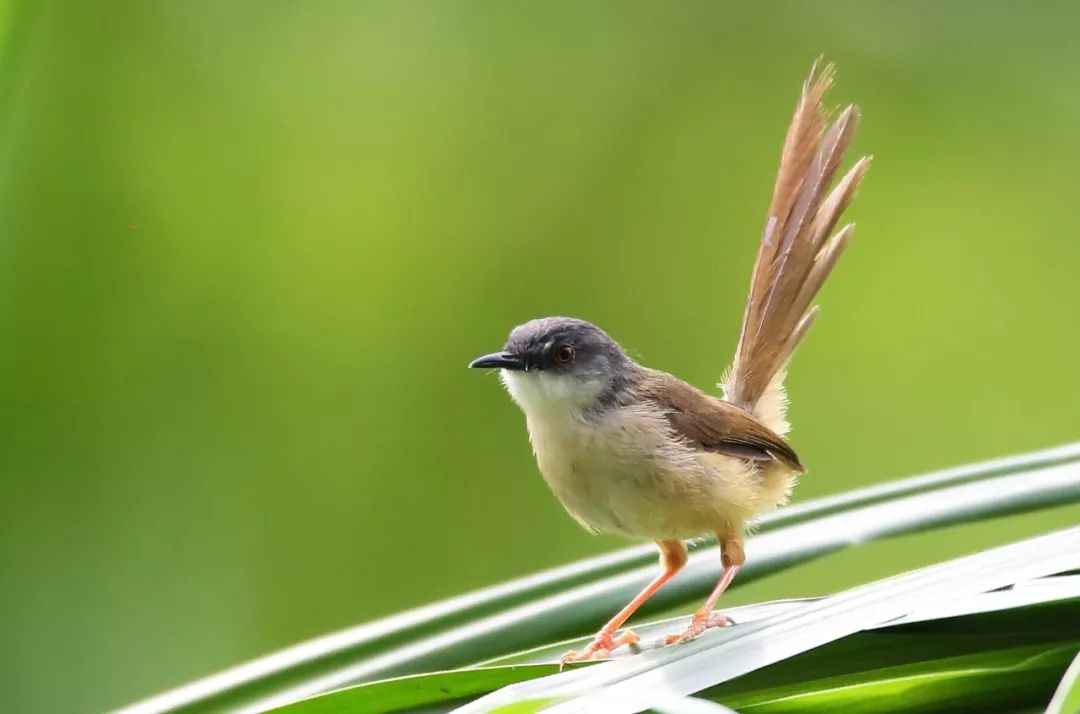 birdWatching