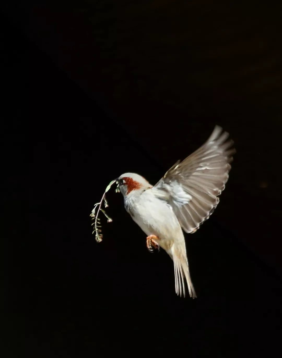 birdWatching