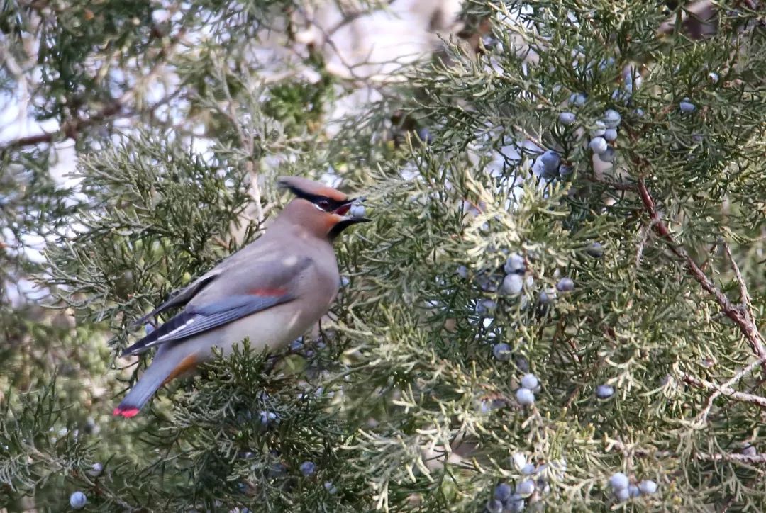 birdWatching