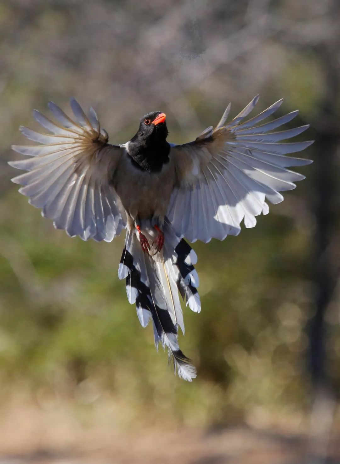 birdWatching