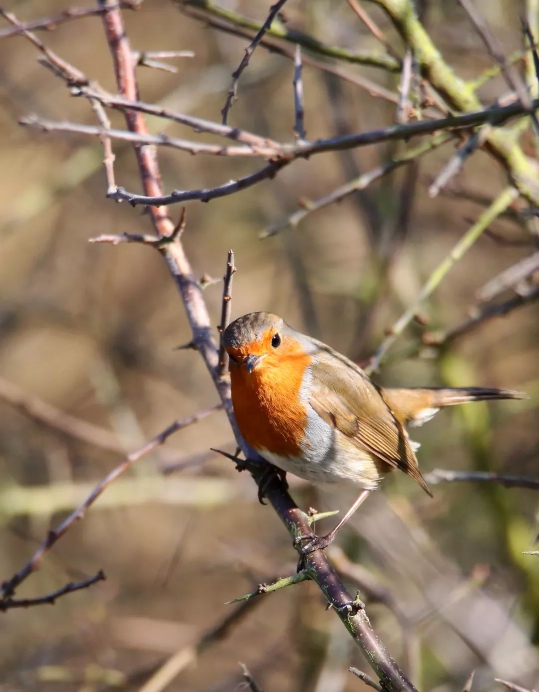 birdWatching