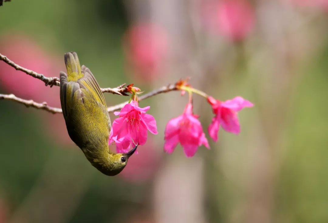 birdWatching