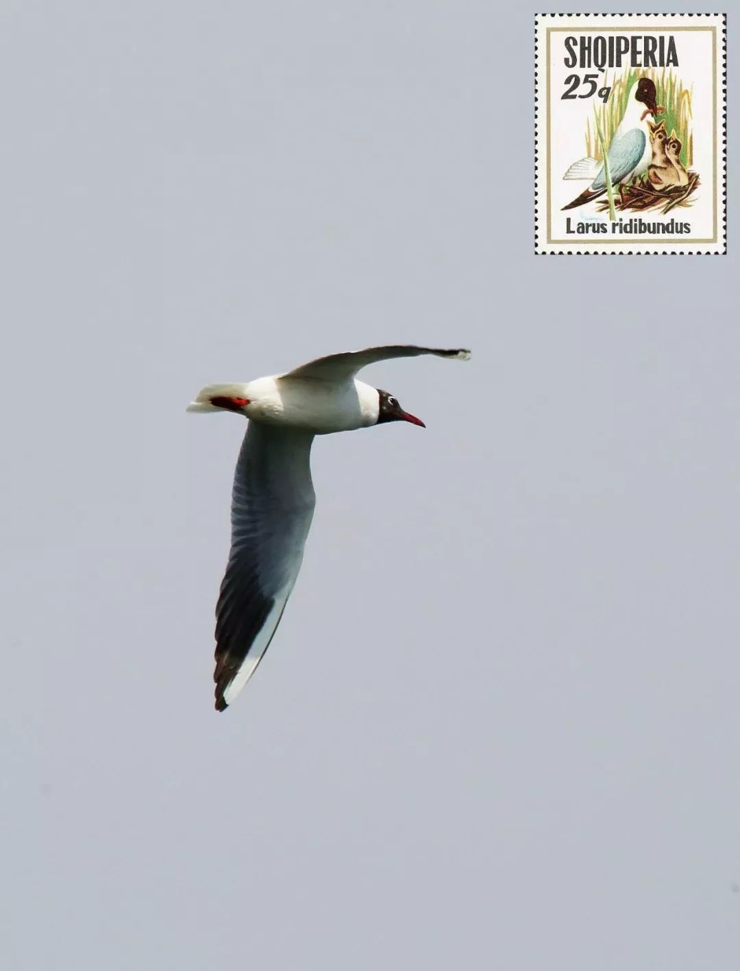 birdWatching