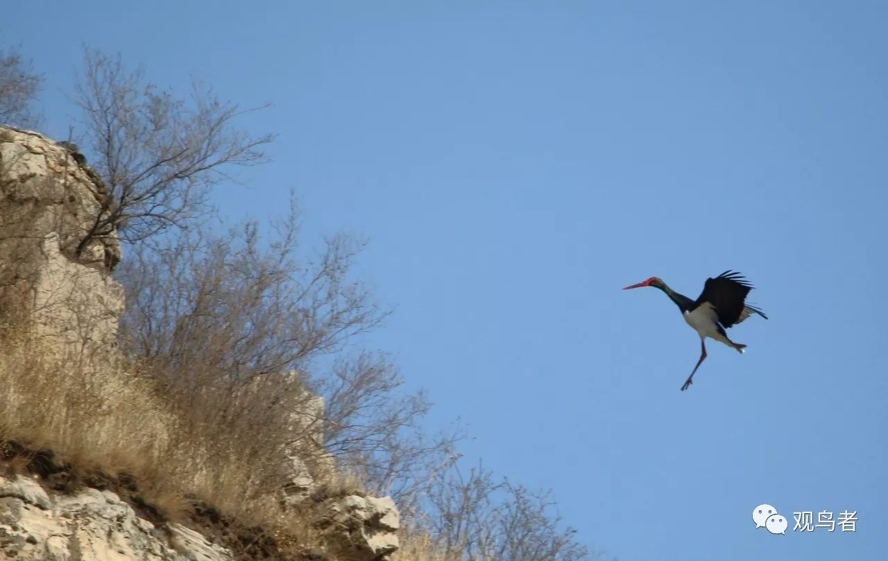 birdWatching