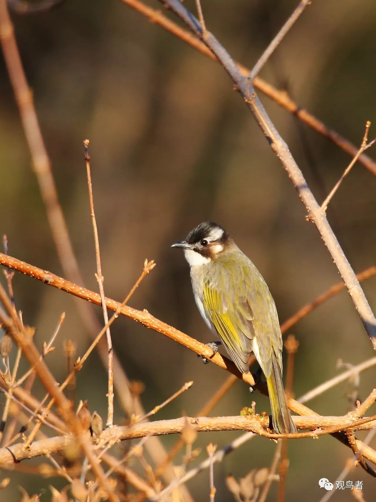 birdWatching