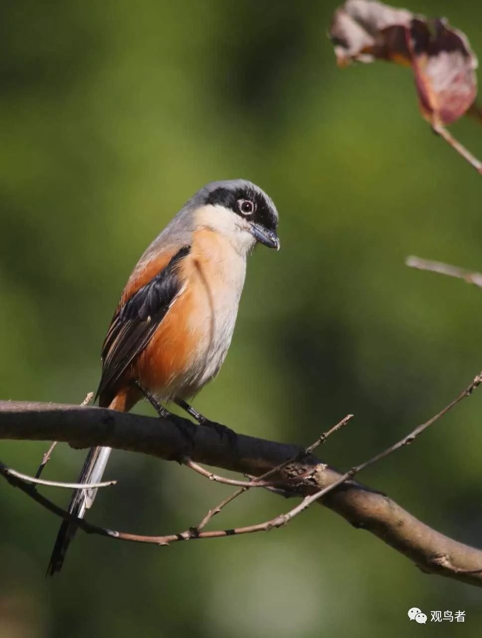 birdWatching