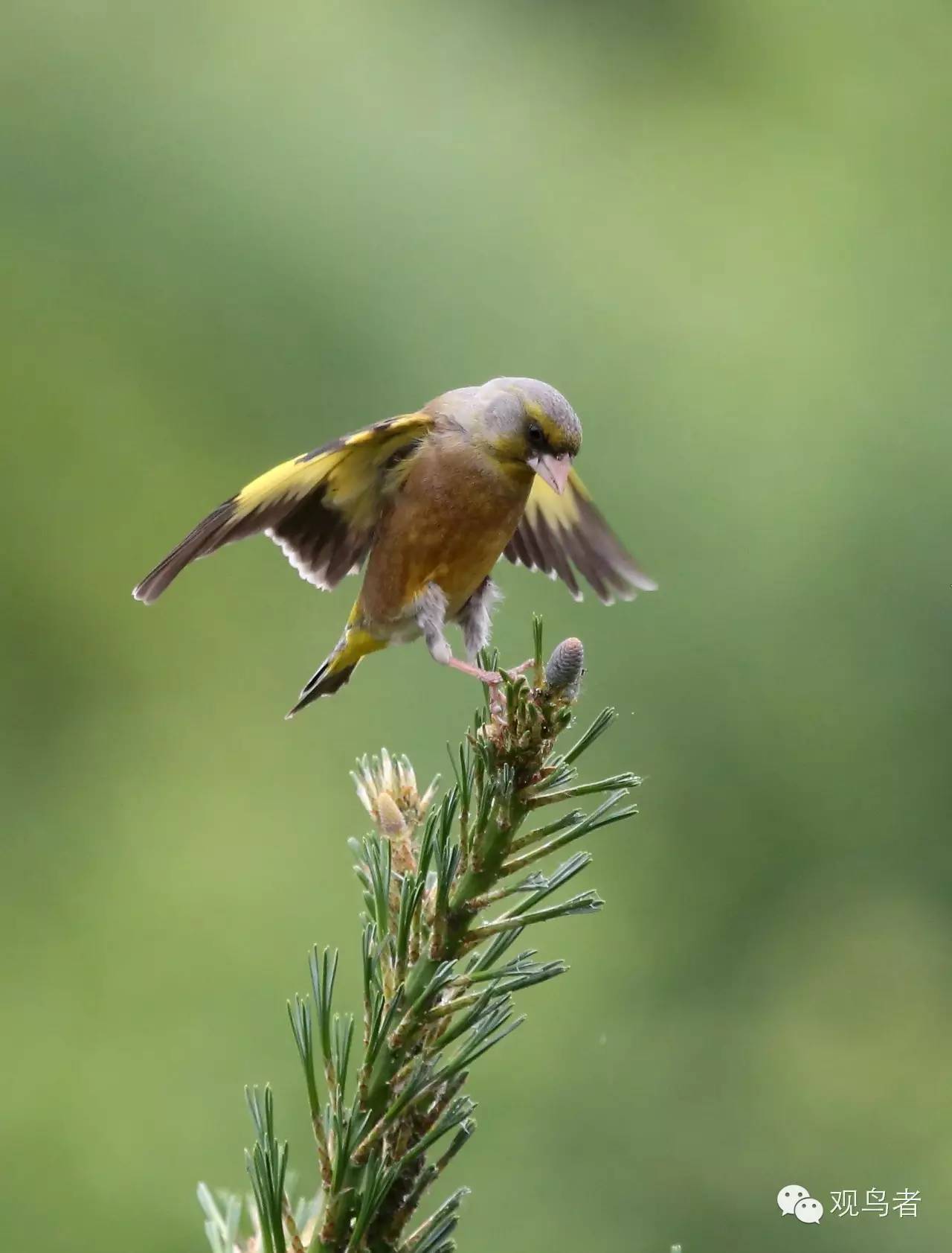 birdWatching
