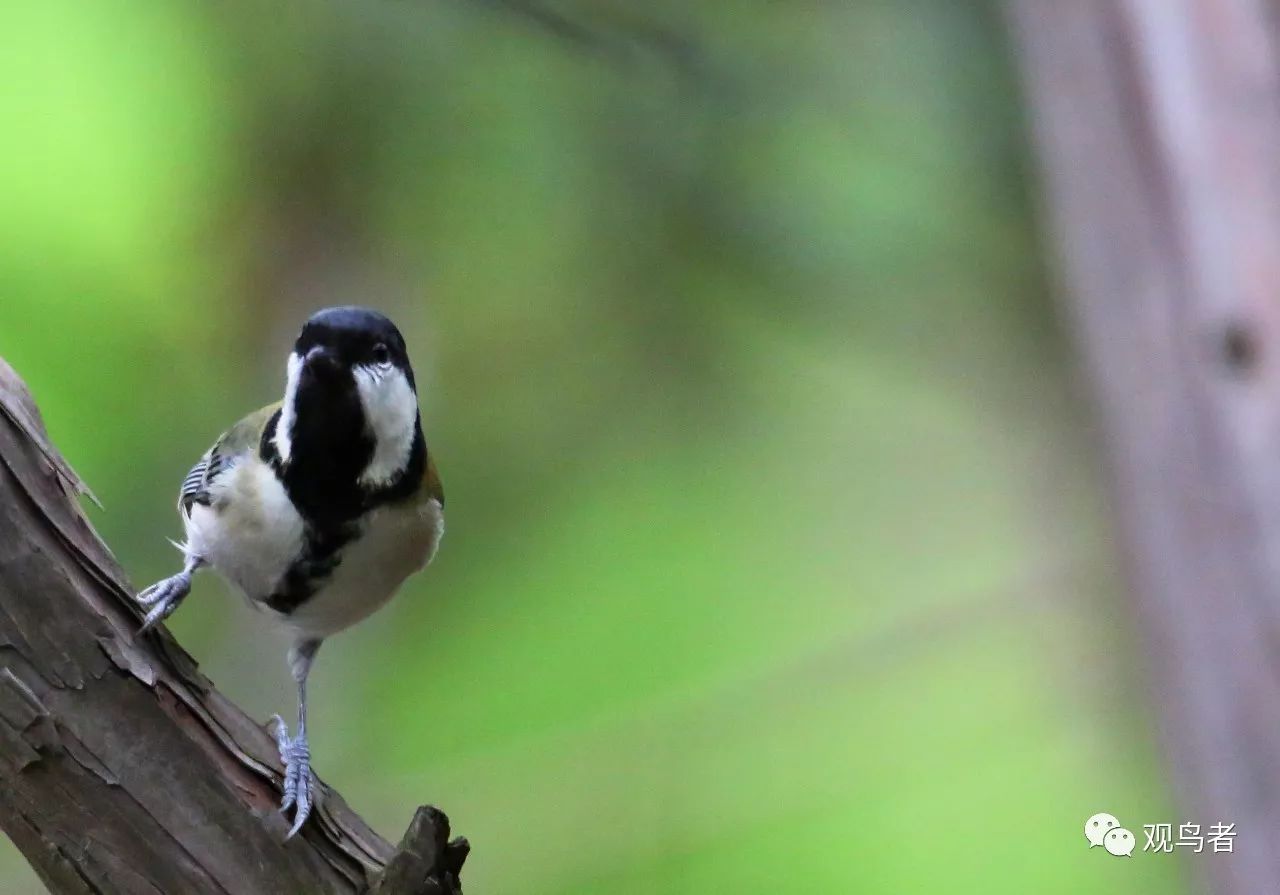 birdWatching