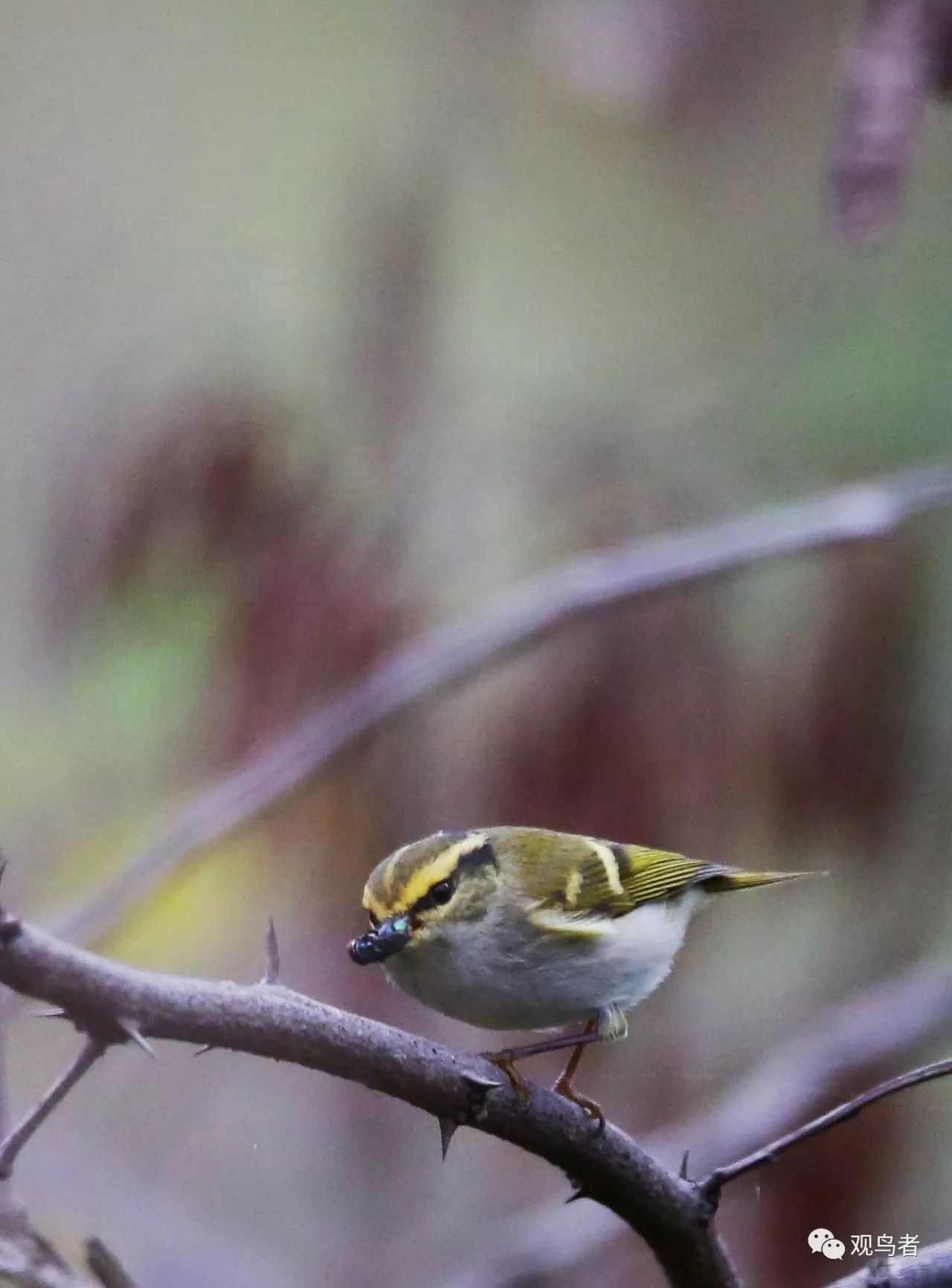 birdWatching