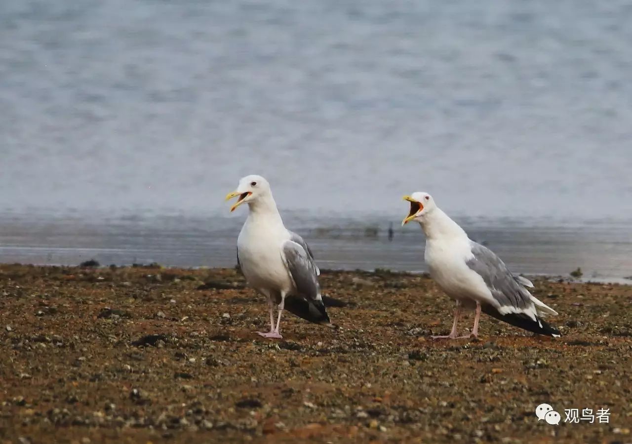 birdWatching