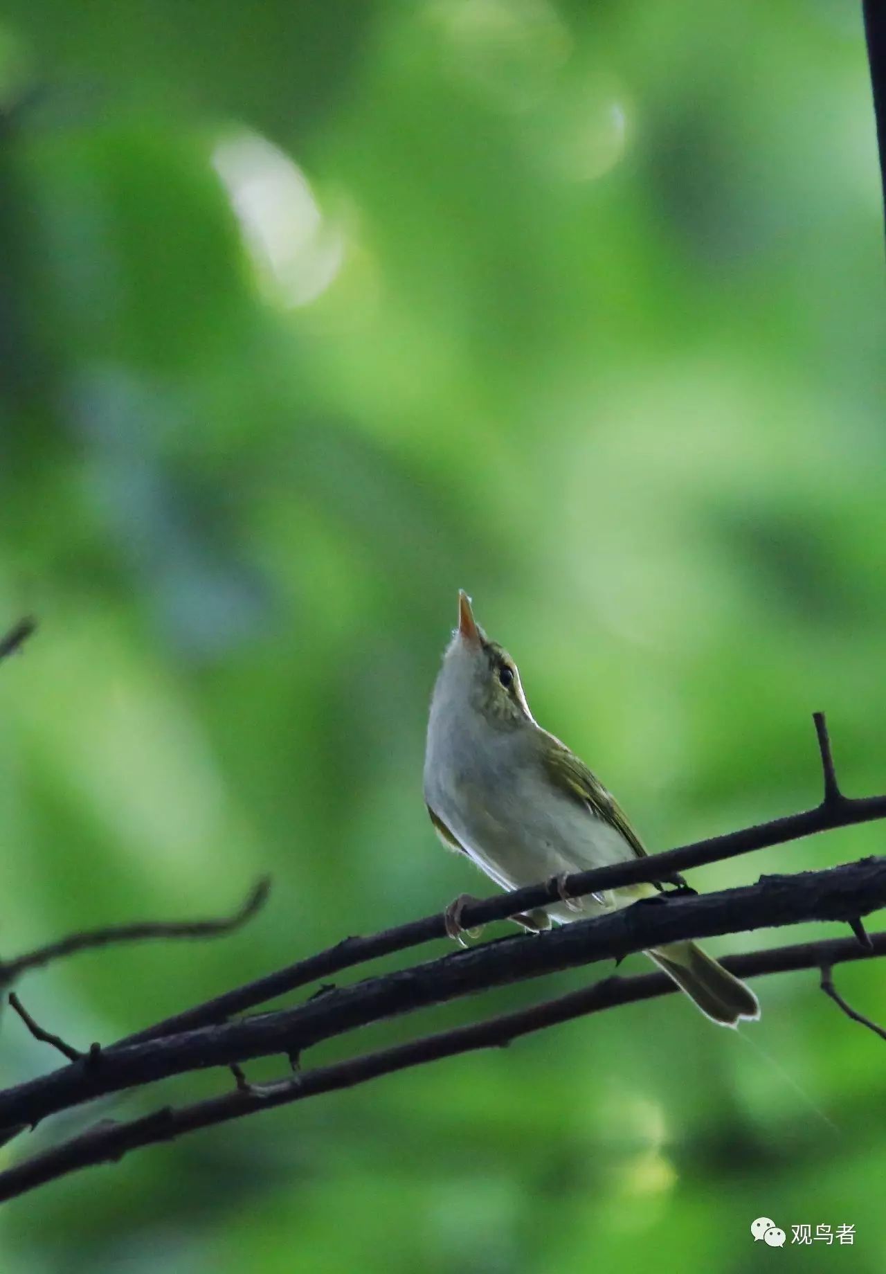birdWatching