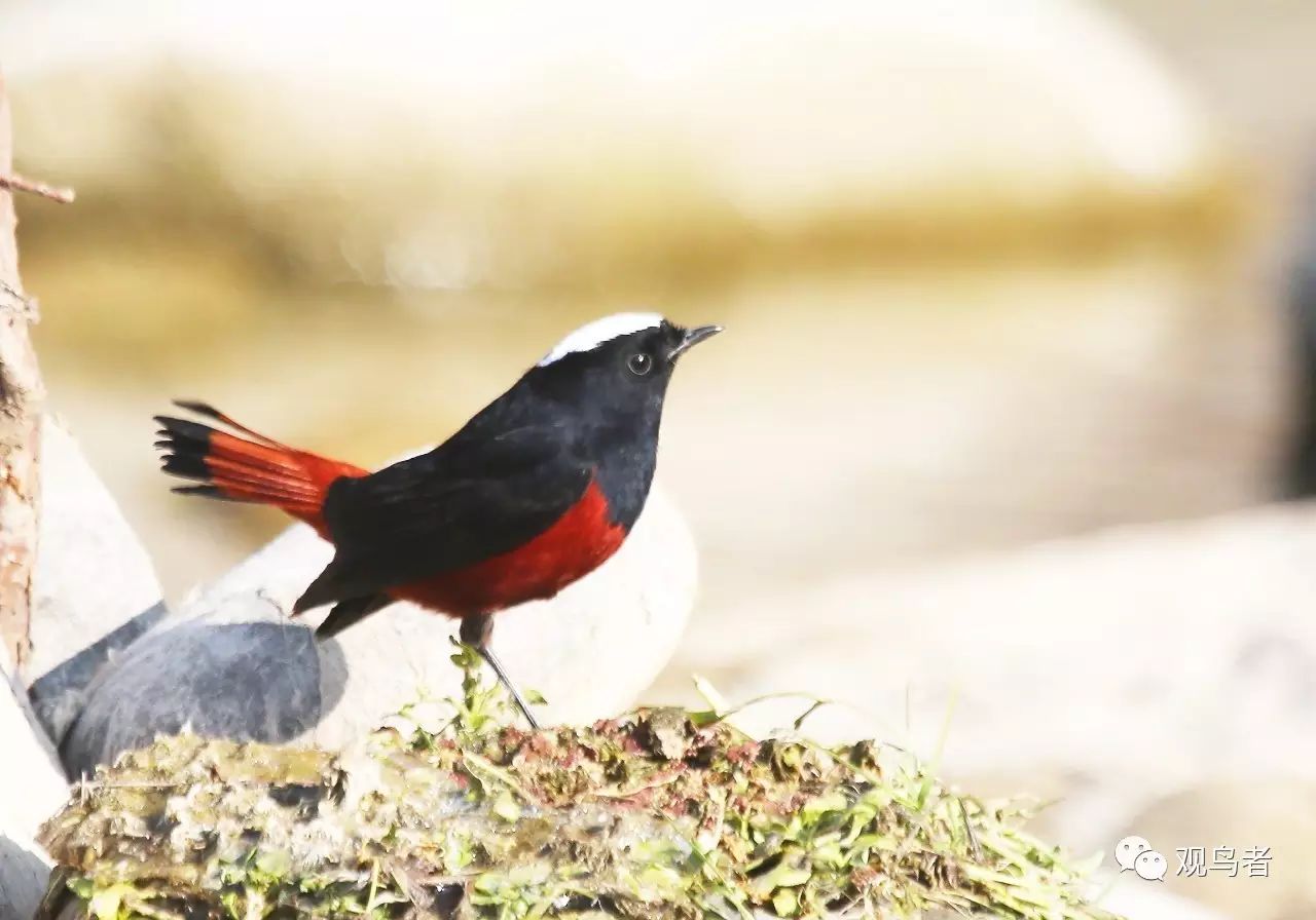 birdWatching