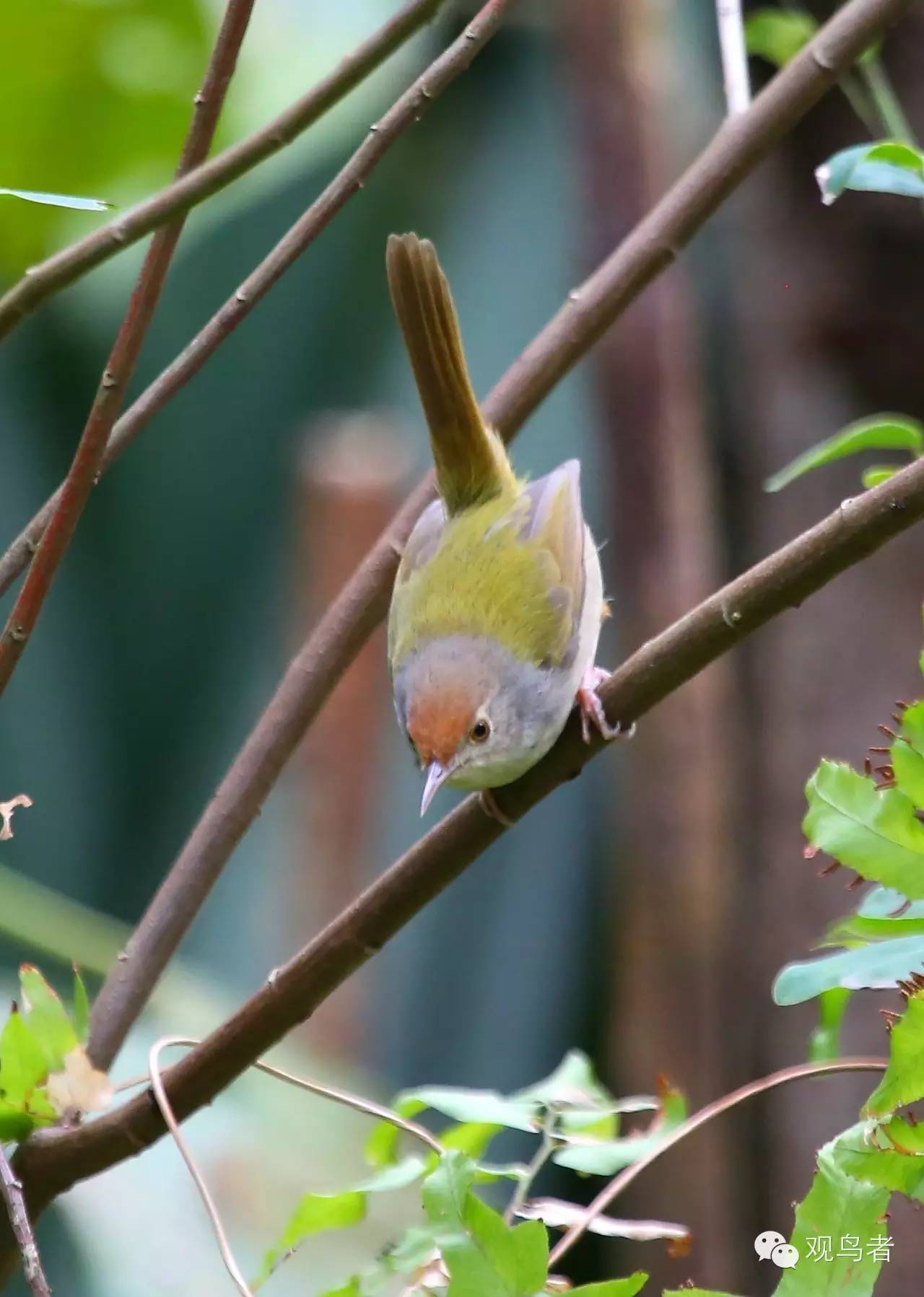 birdWatching