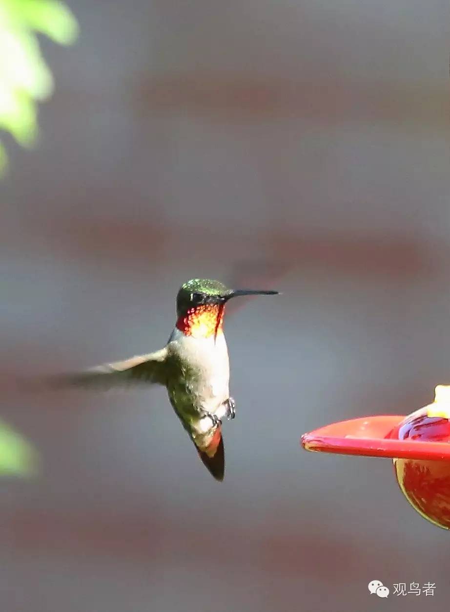 birdWatching