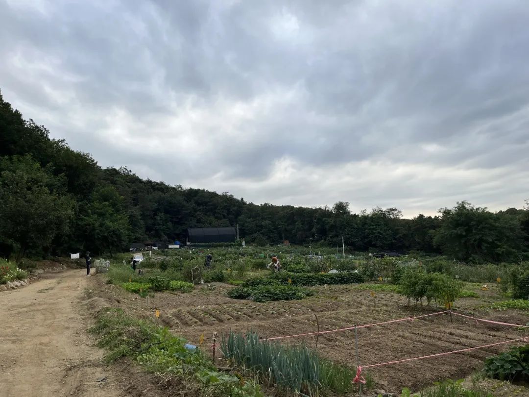 我在首尔都市农园种菜:从田园饮食到田园戏剧,菜地是我们融入城市的方法 | 良食专栏 我在首尔都市农园种菜:从田园饮食到田园戏剧,菜地是我们融入城市的方法 | 良食专栏