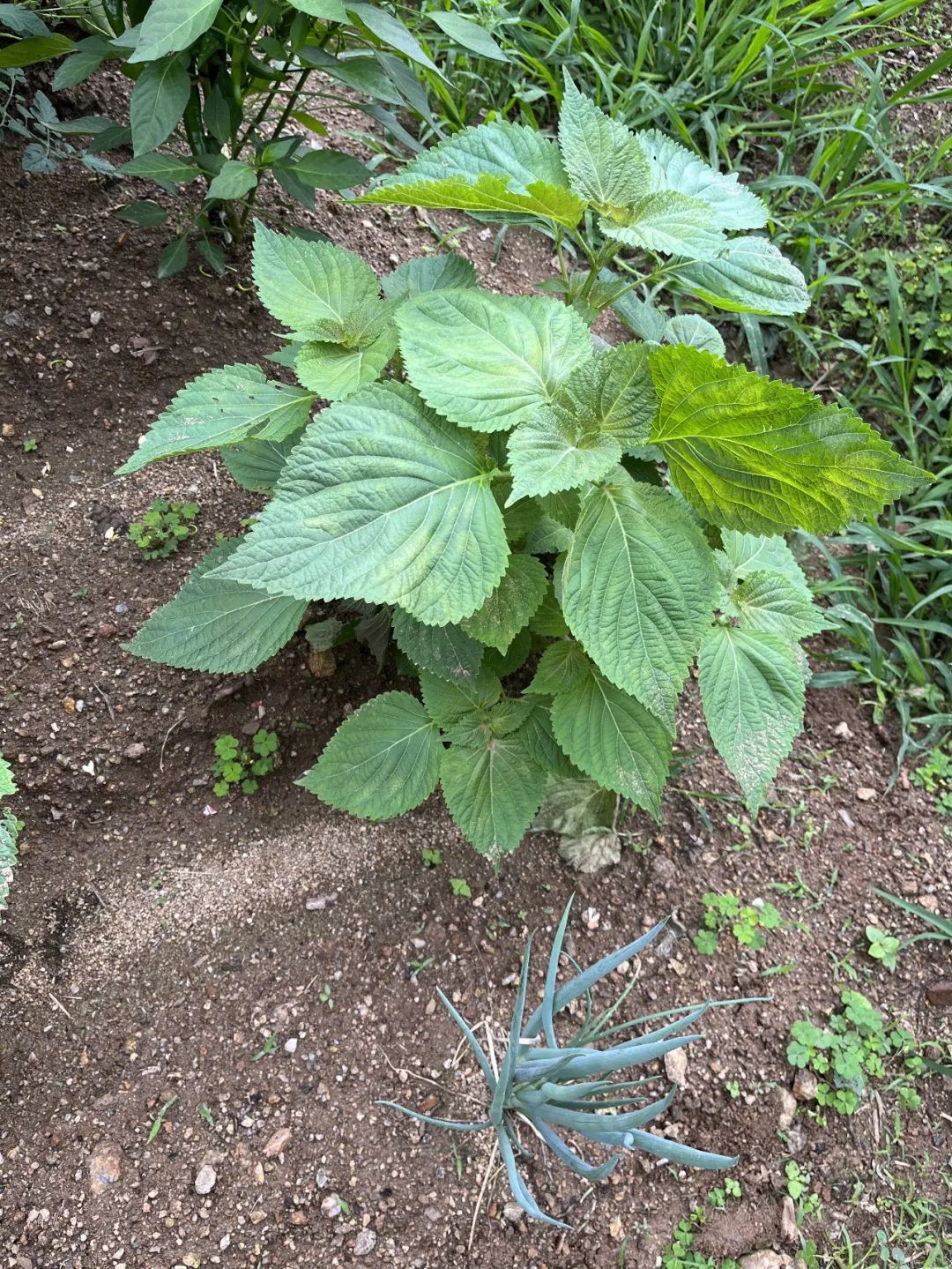 我在首尔都市农园种菜:从田园饮食到田园戏剧,菜地是我们融入城市的方法 | 良食专栏 我在首尔都市农园种菜:从田园饮食到田园戏剧,菜地是我们融入城市的方法 | 良食专栏