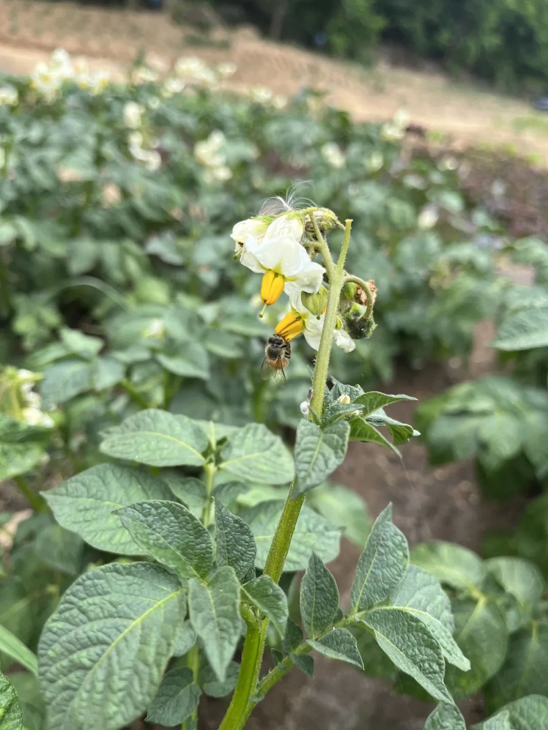 我在首尔都市农园种菜:从田园饮食到田园戏剧,菜地是我们融入城市的方法 | 良食专栏 我在首尔都市农园种菜:从田园饮食到田园戏剧,菜地是我们融入城市的方法 | 良食专栏