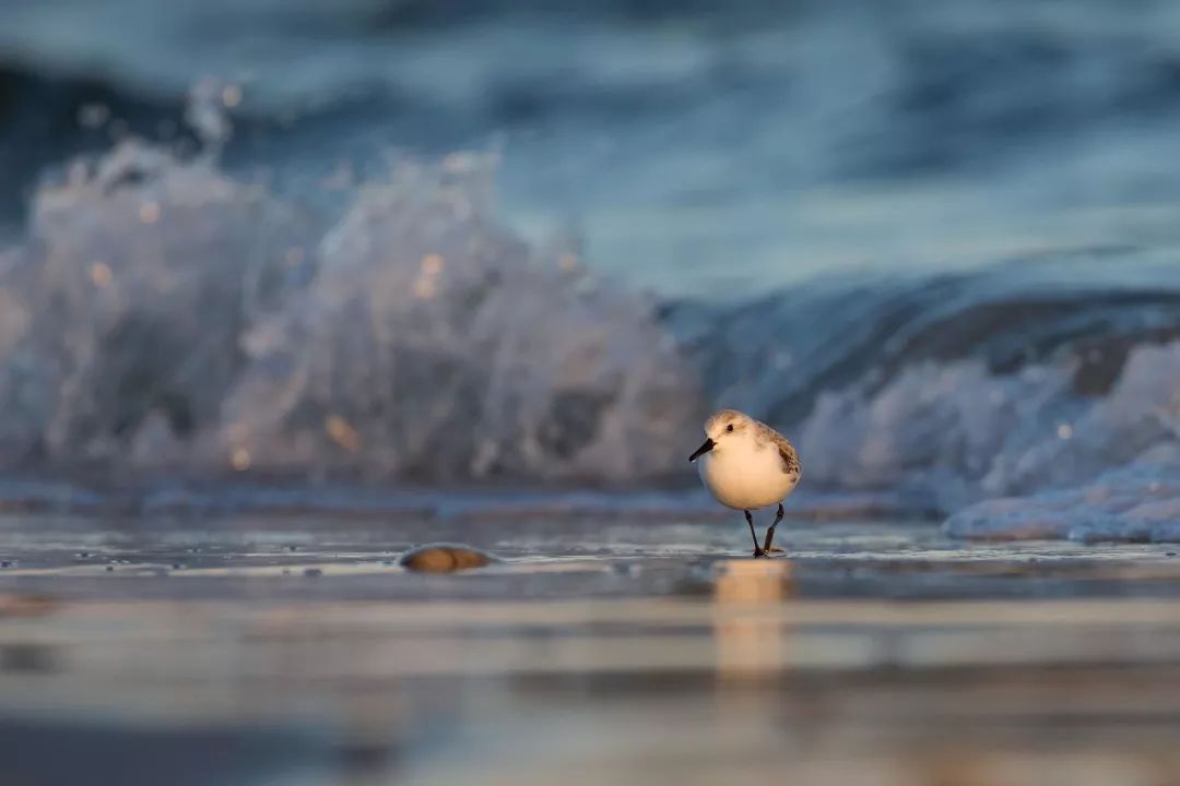 birdWatching