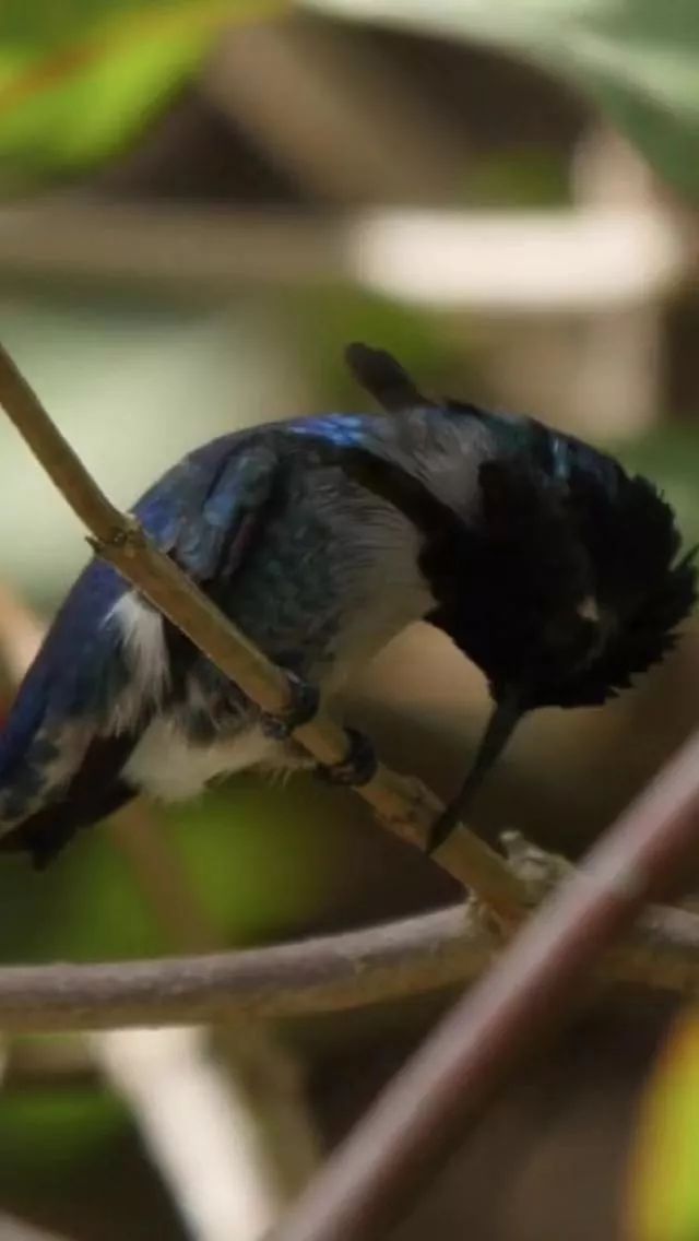 birdWatching