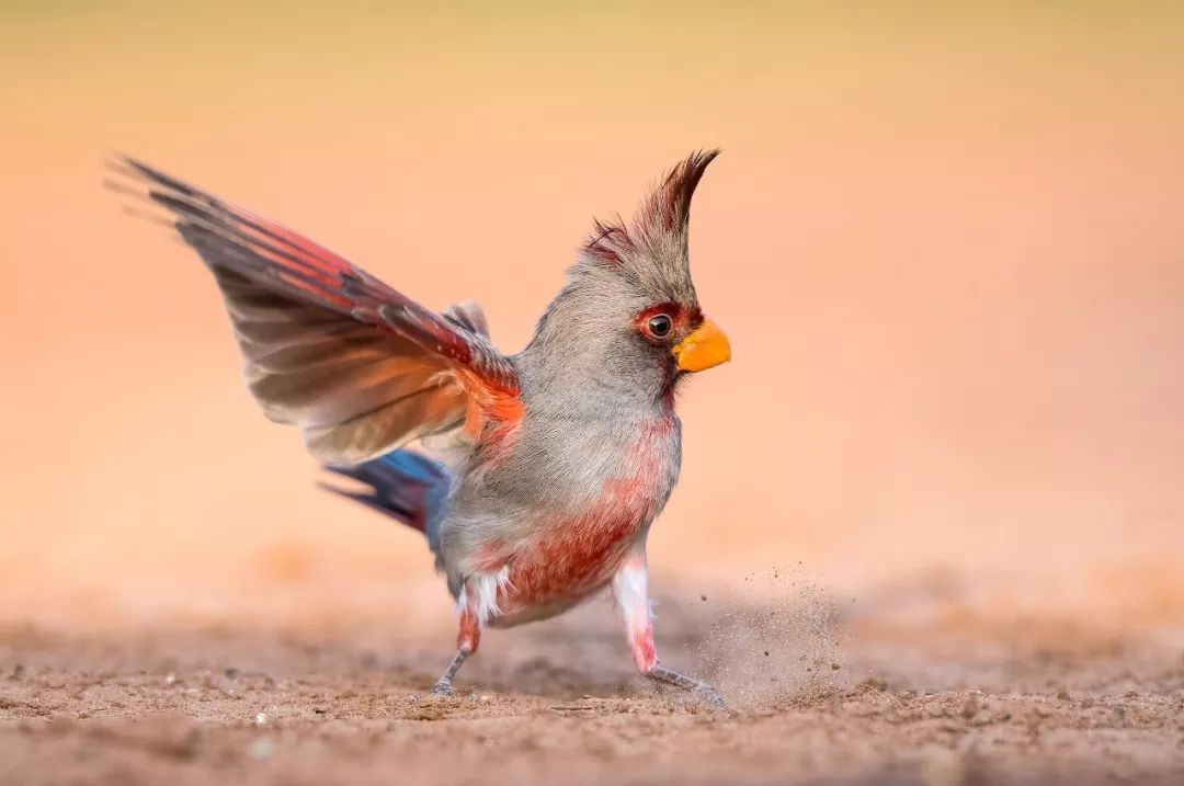 birdWatching
