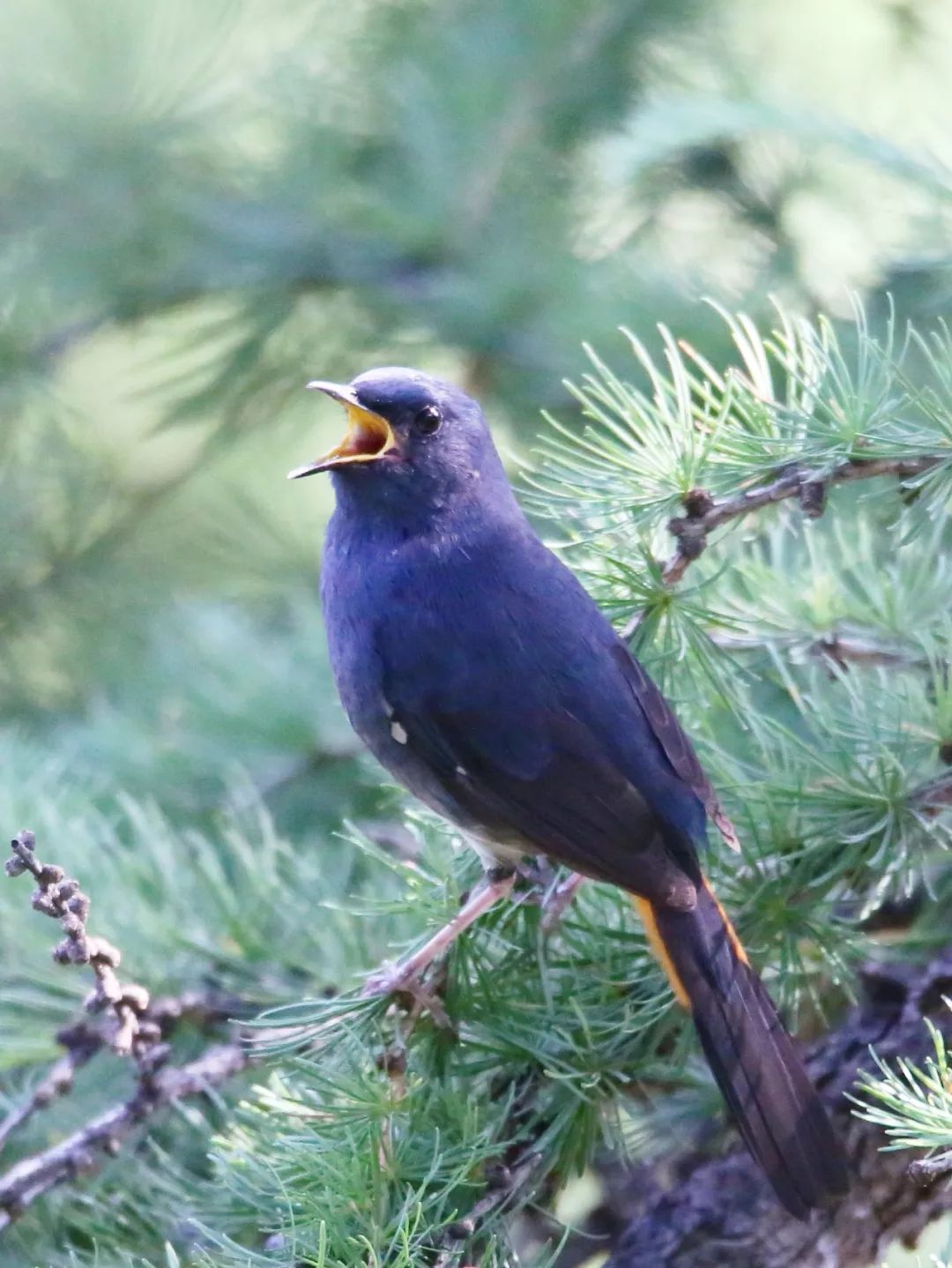 birdWatching