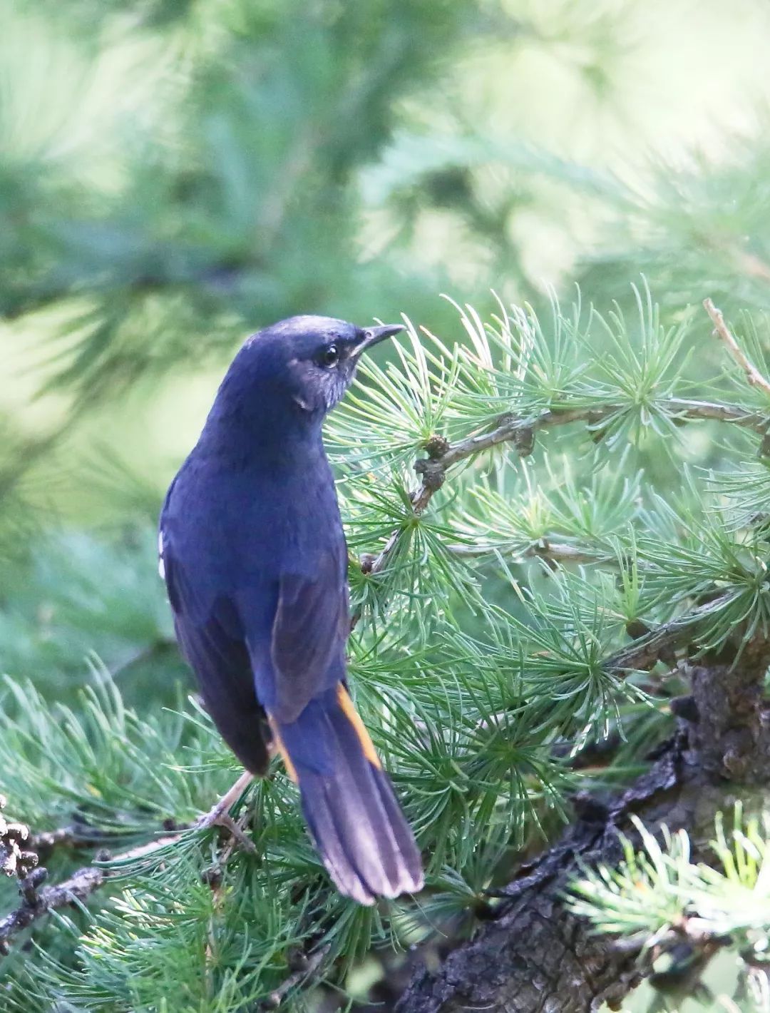 birdWatching