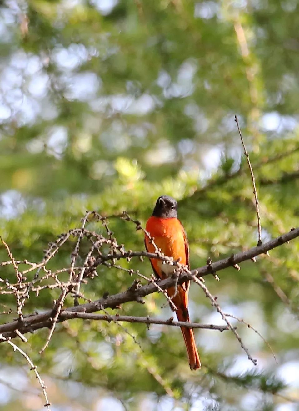 birdWatching