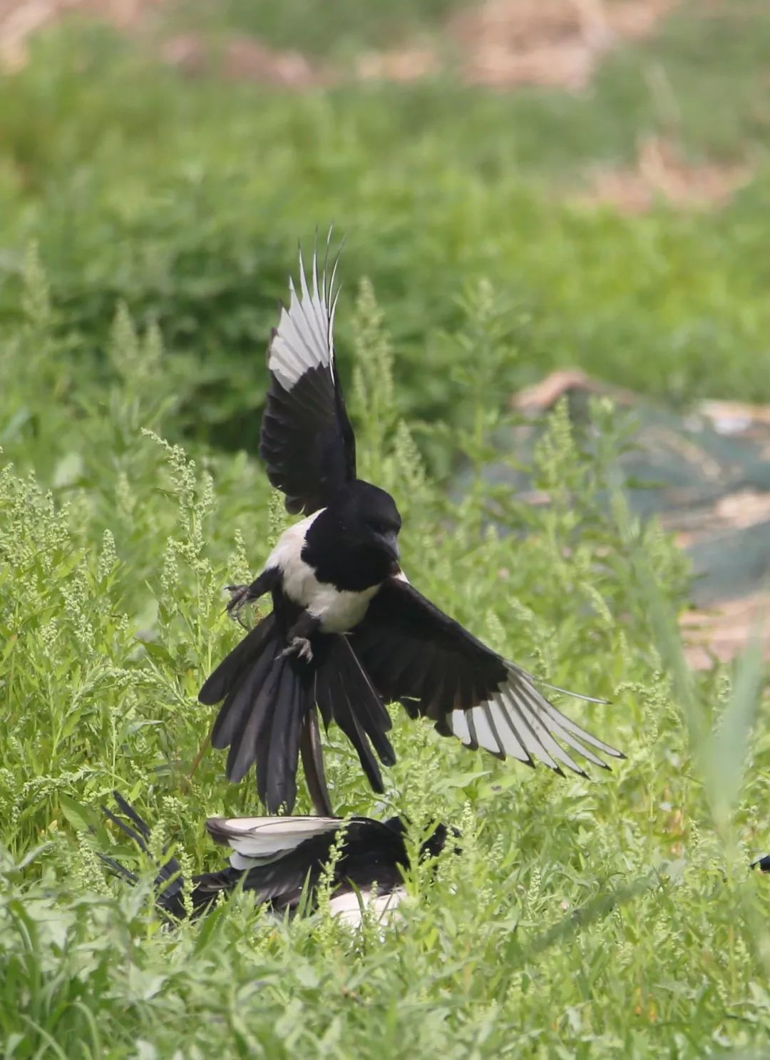 birdWatching