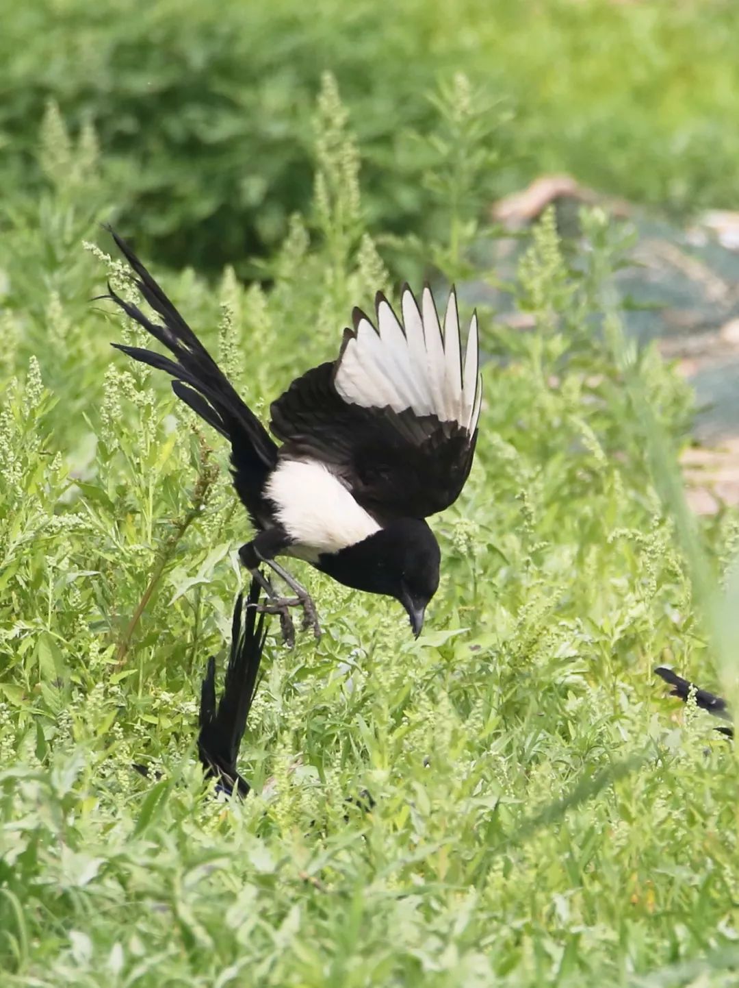 birdWatching