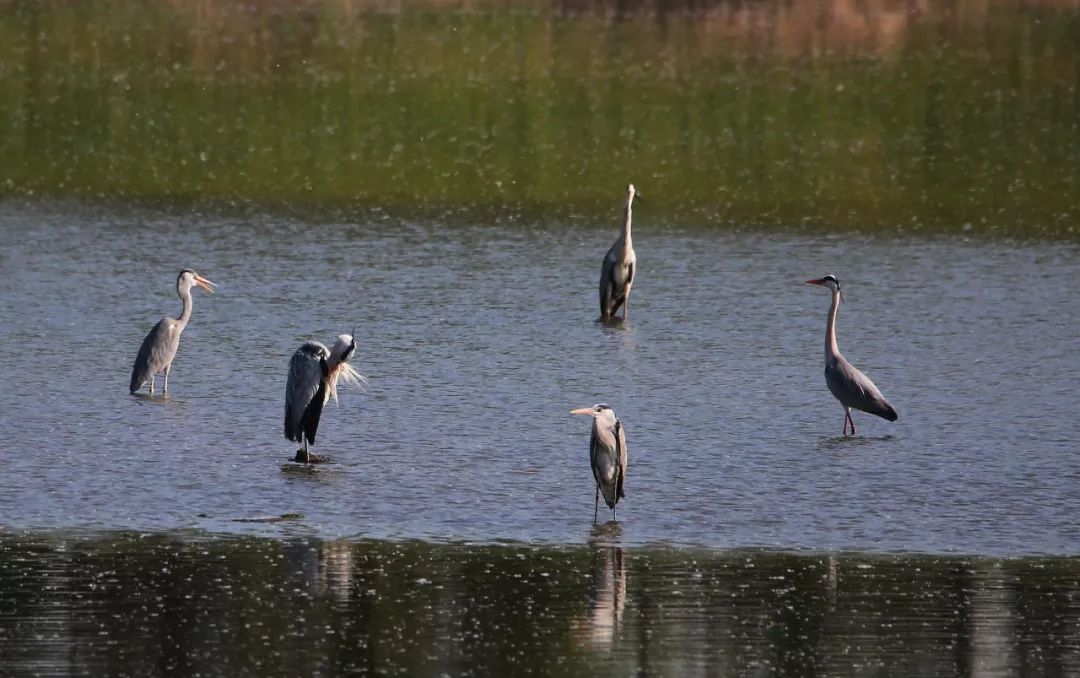 birdWatching