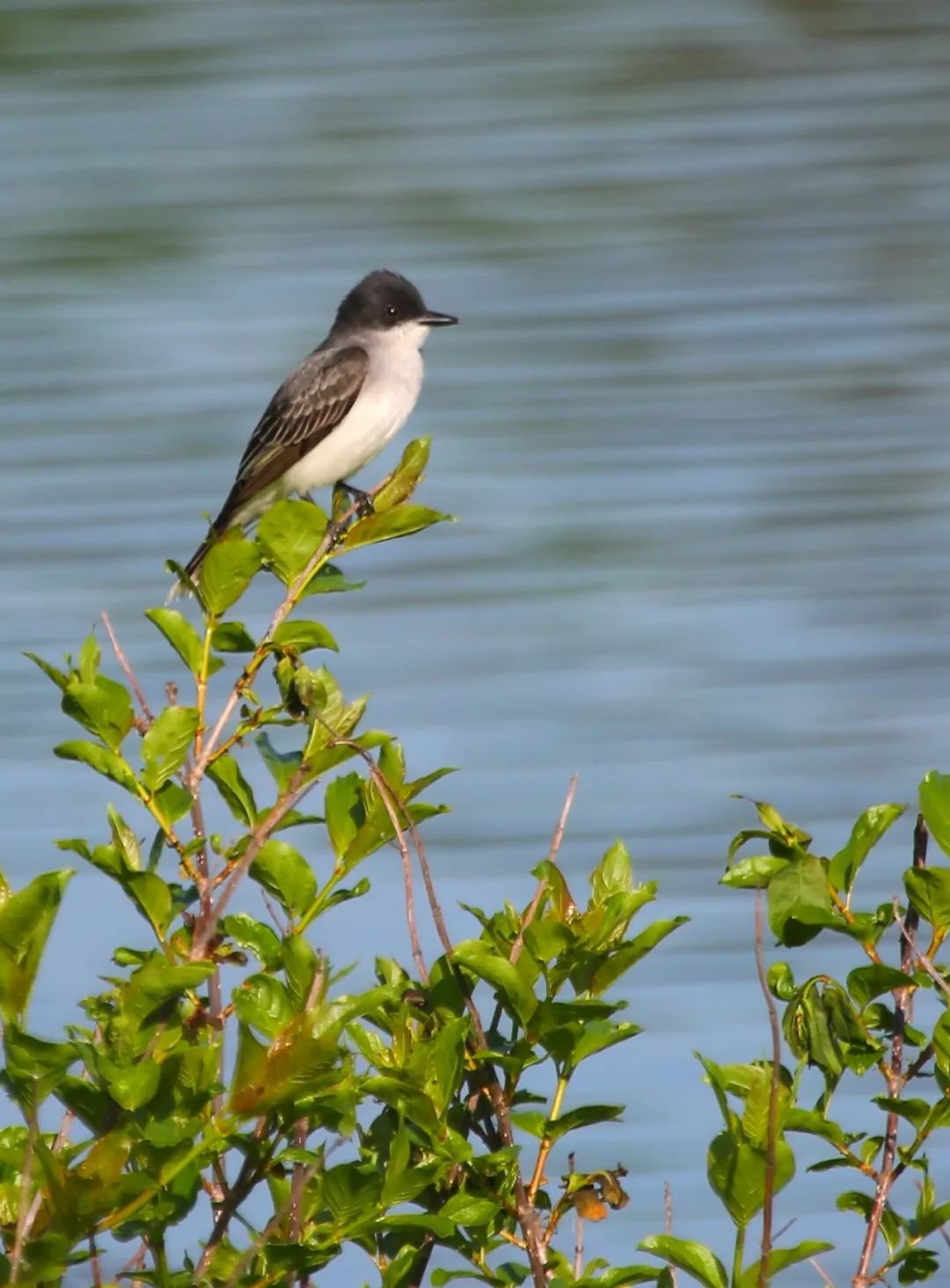 birdWatching