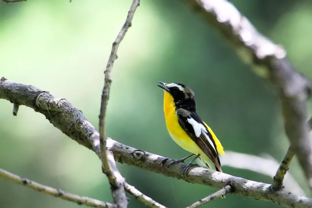 birdWatching