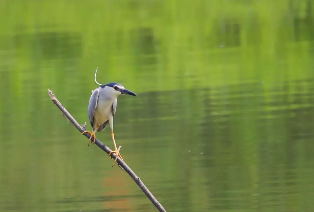 birdWatching
