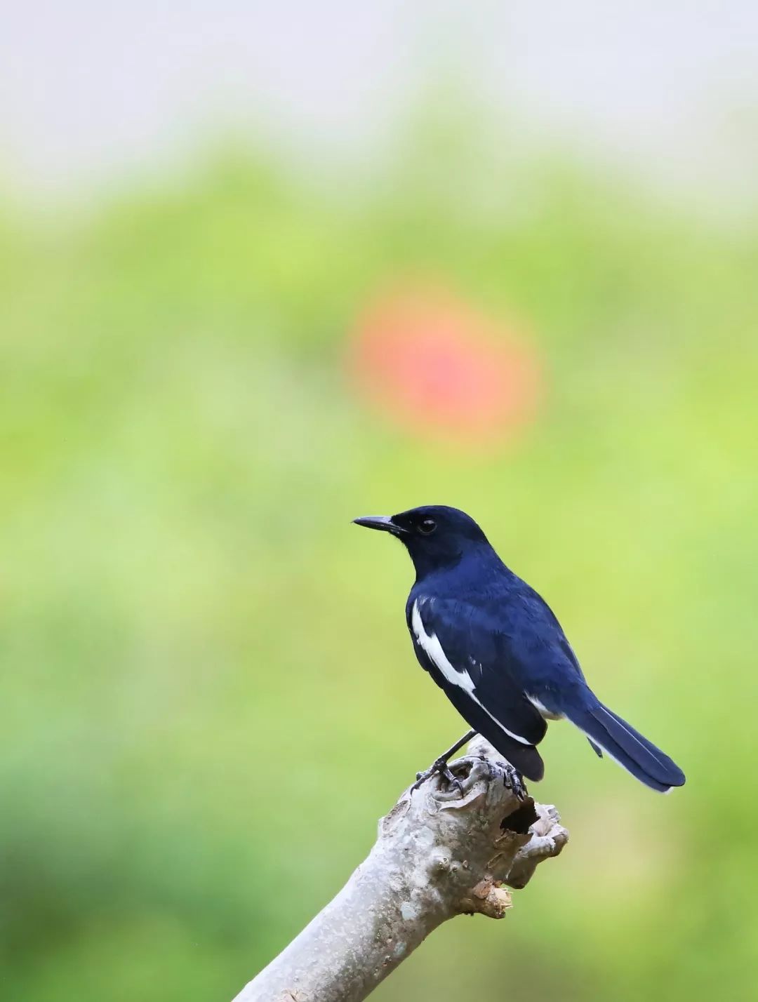 birdWatching