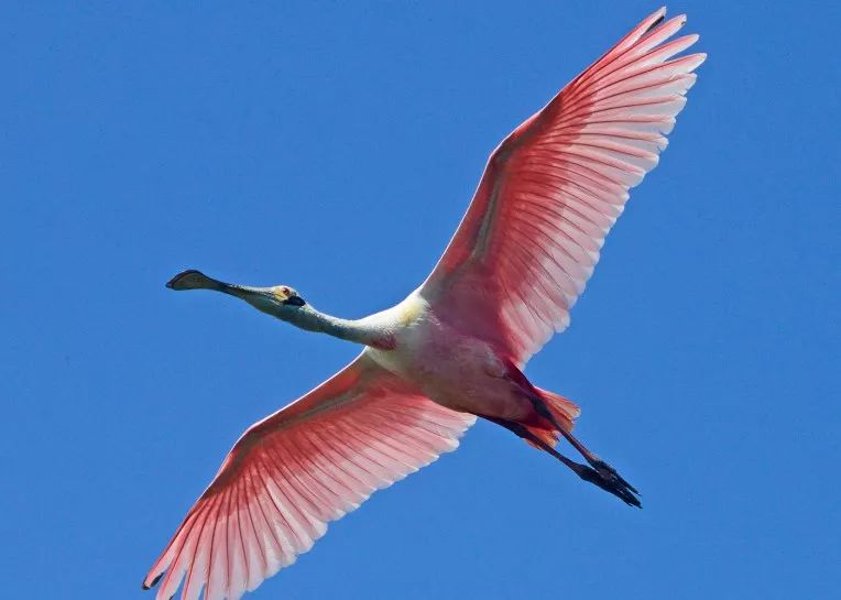 birdWatching