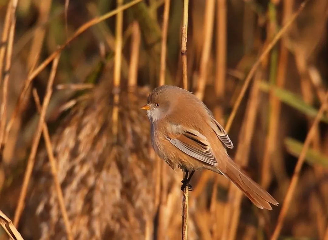 birdWatching