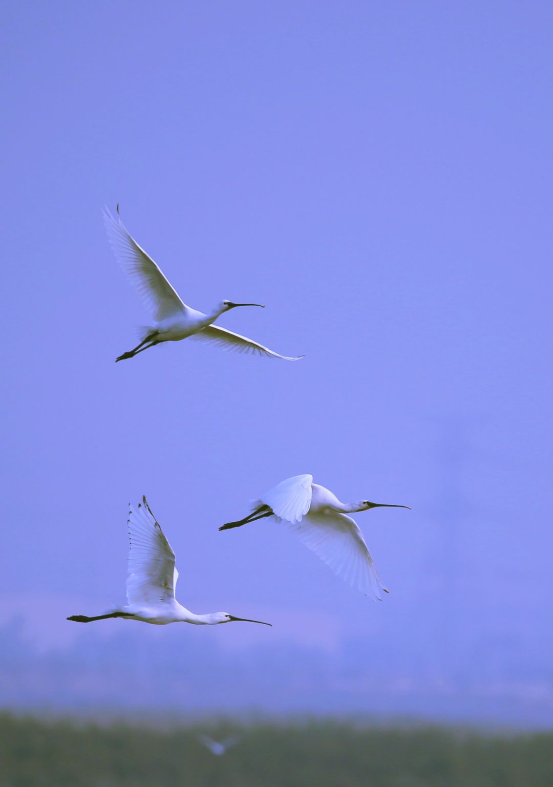 birdWatching