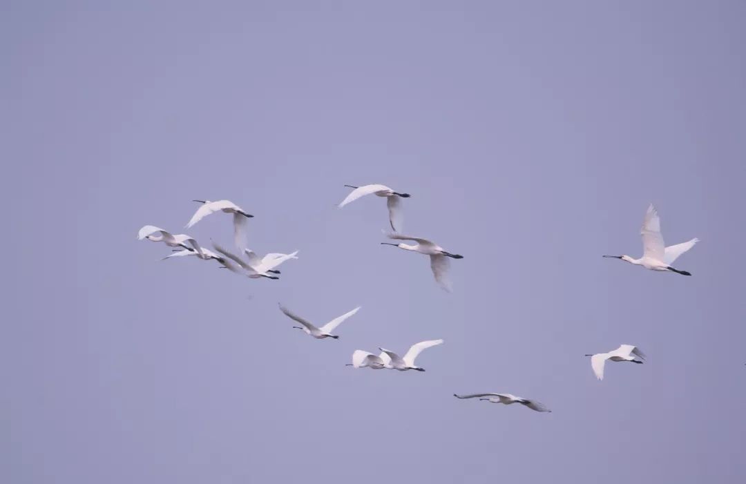 birdWatching
