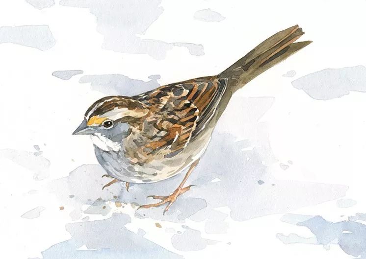 birdWatching