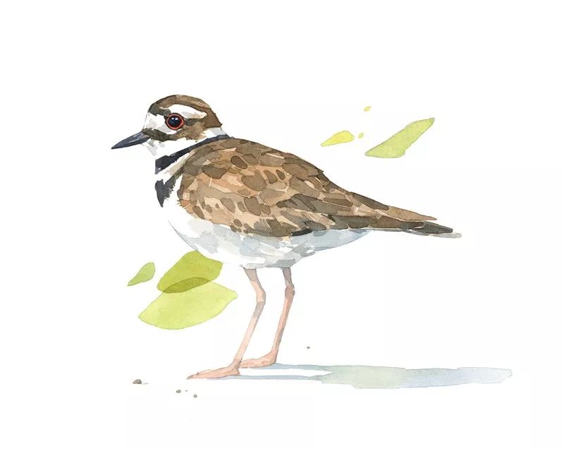 birdWatching