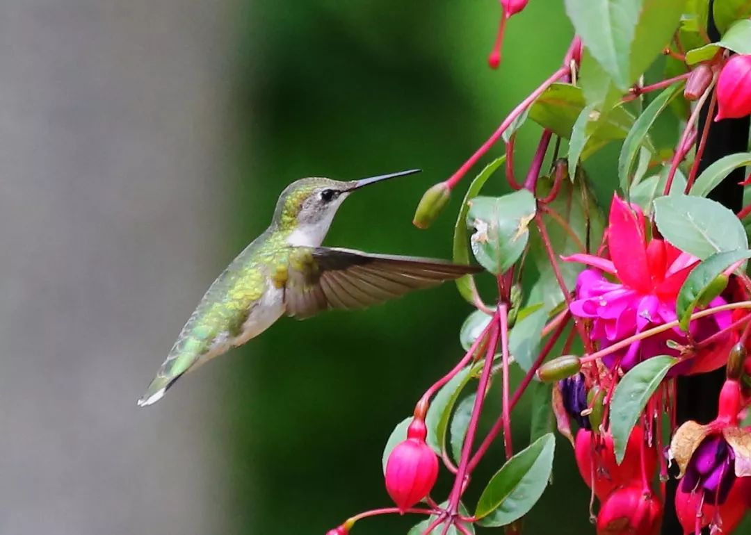 birdWatching