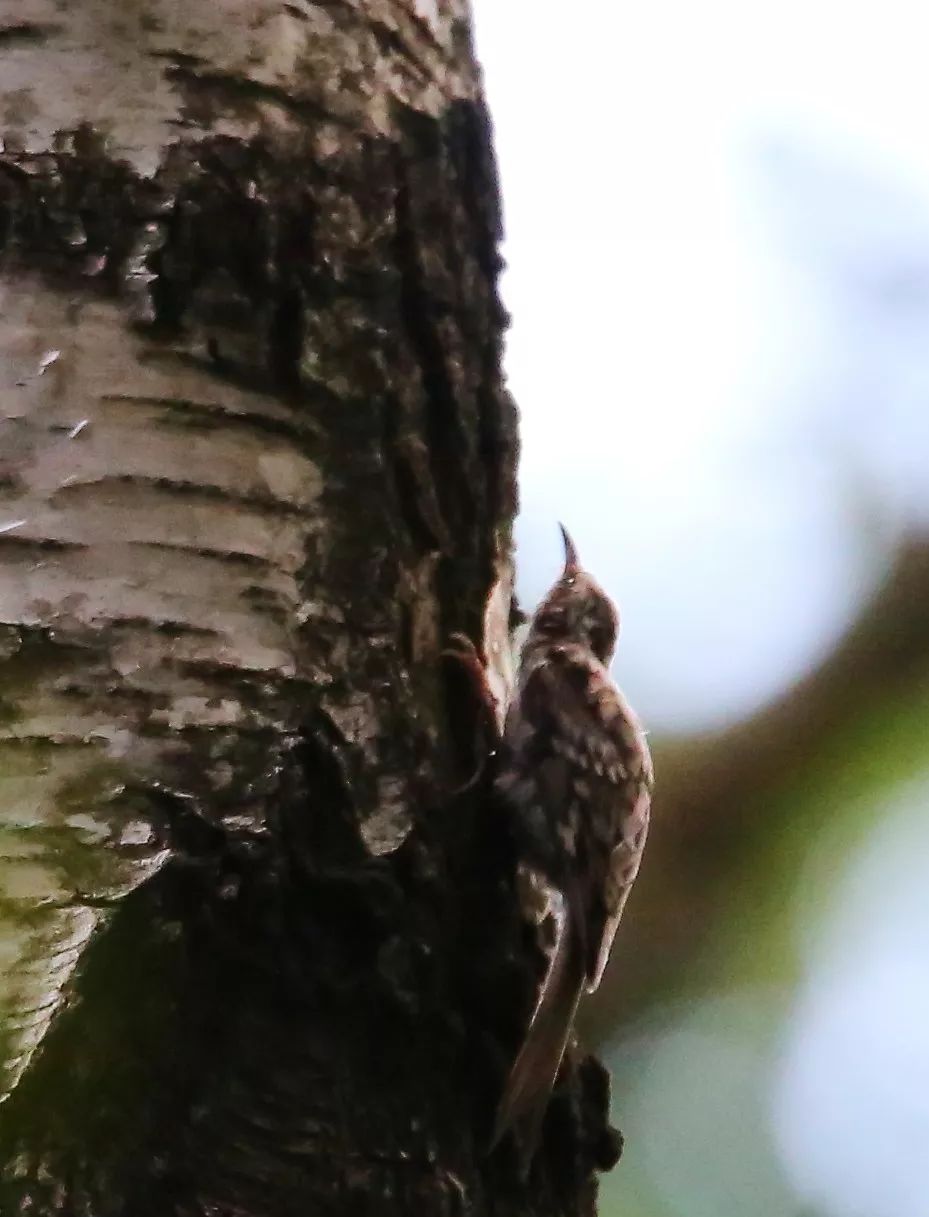 birdWatching