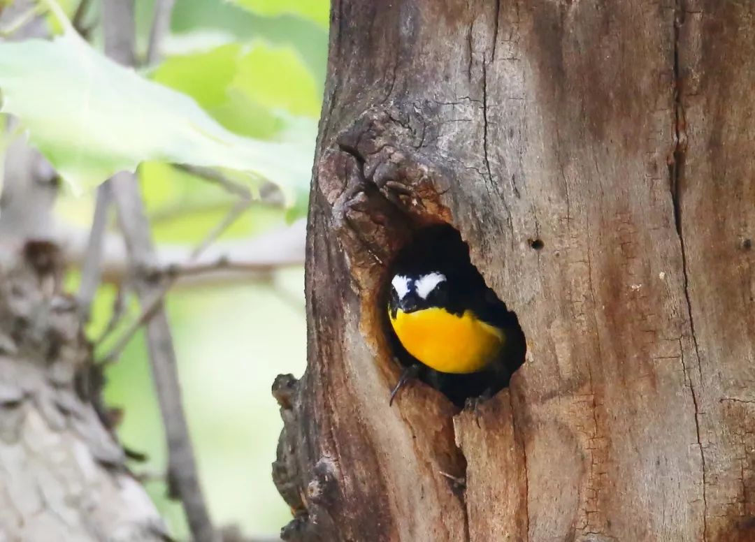 birdWatching