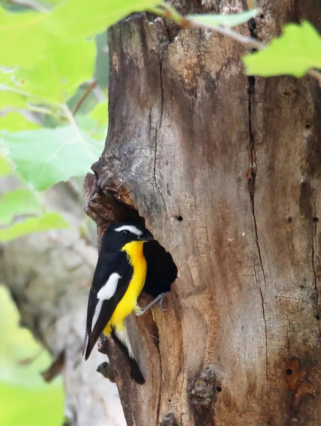 birdWatching