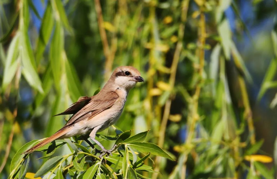 birdWatching