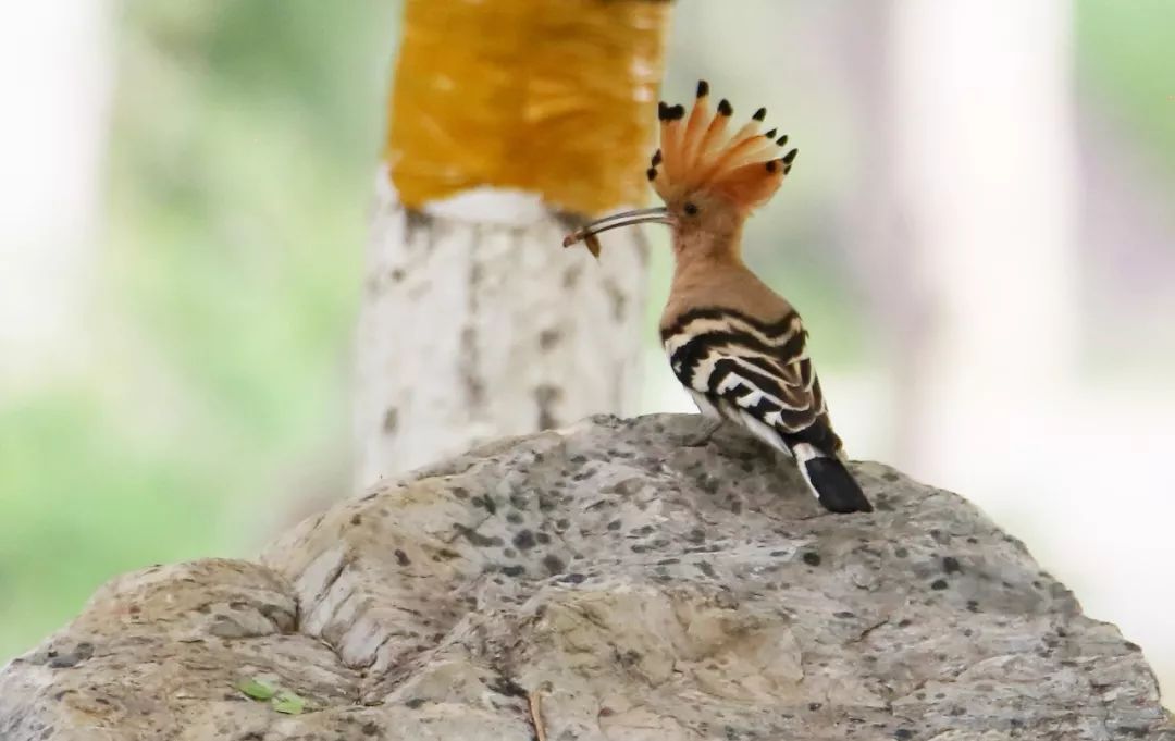 birdWatching