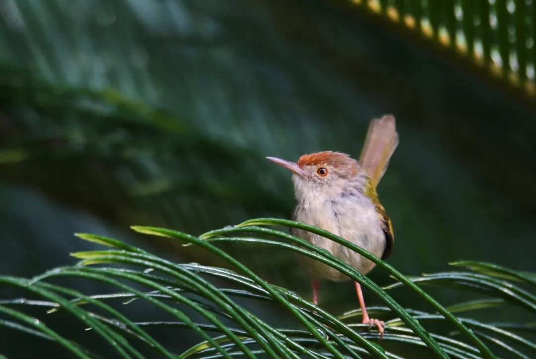 birdWatching