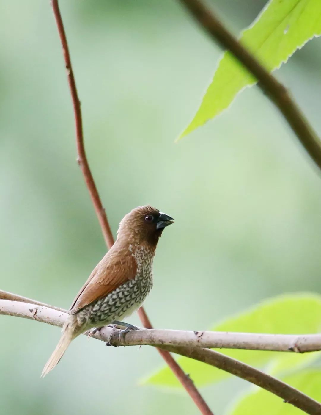 birdWatching