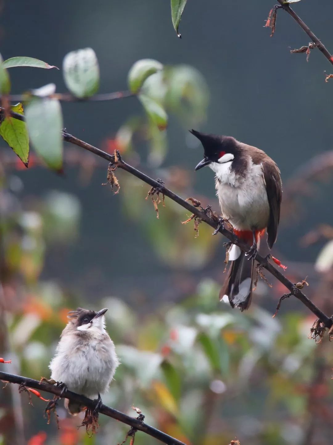 birdWatching