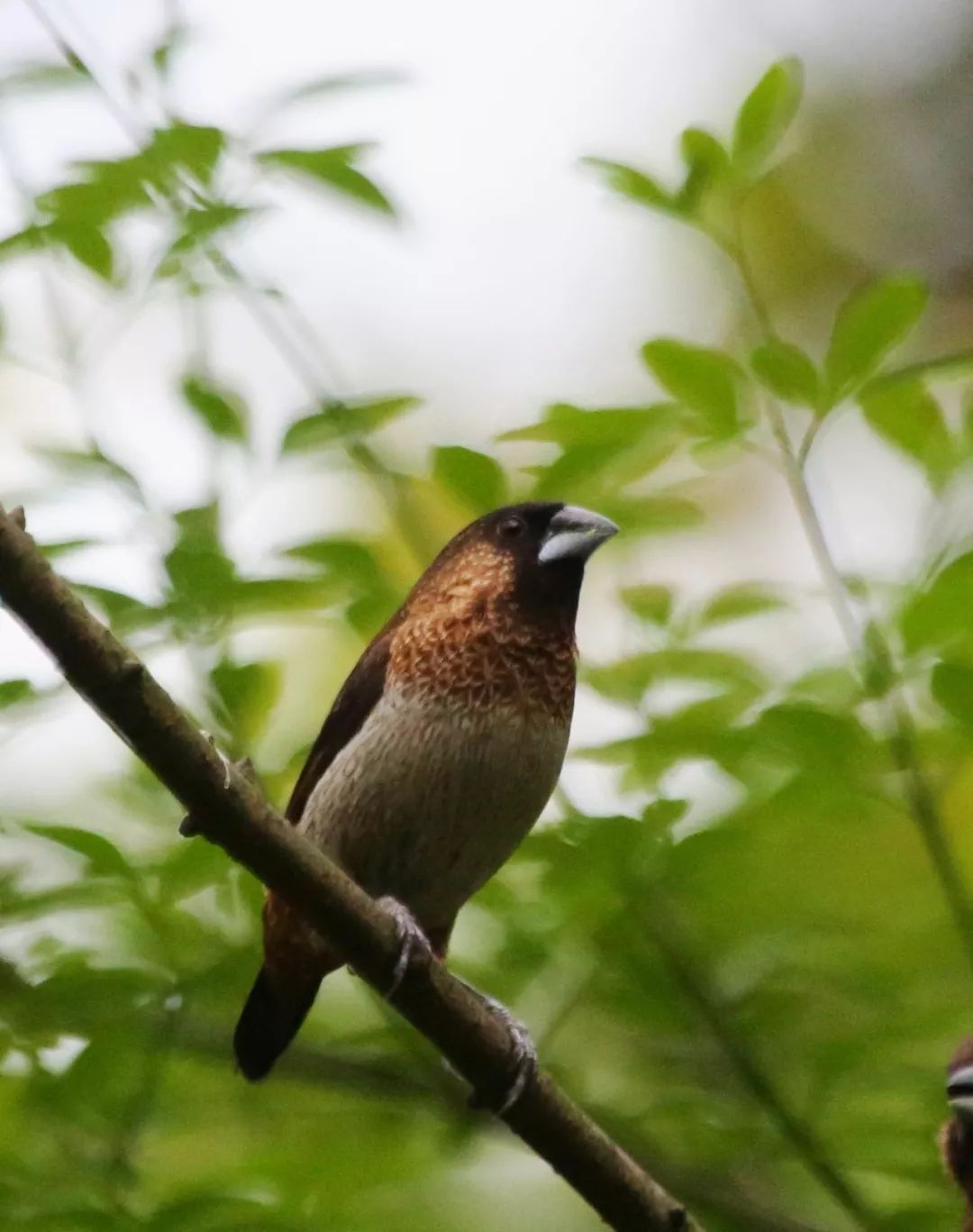 birdWatching